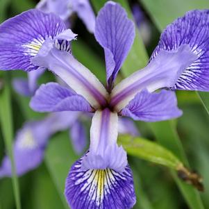 Iris Versicolor 