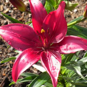 Lilies Asiatic Pink County 16/18