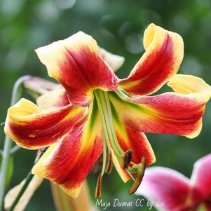 Lilies Oriental Trumpet Red Morning
