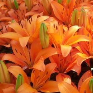 Lilies Asiatic Orange Matrix