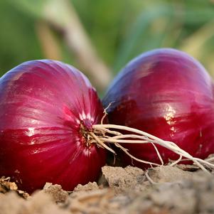 Onions Karmen Red