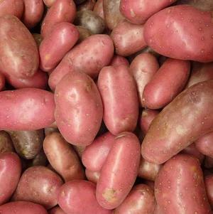 Seed Potato Red Pontiac
