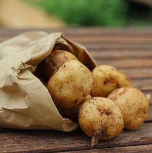 Seed Potato Katahdin