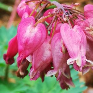 Dicentra Luxuriant