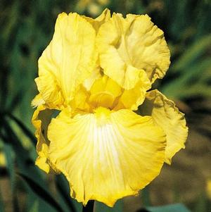 Iris Germanica Yellow
