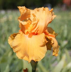 Iris Germanica Orange