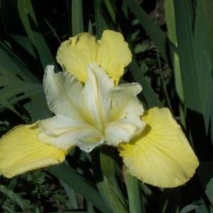Iris Siberica Butter and Sugar
