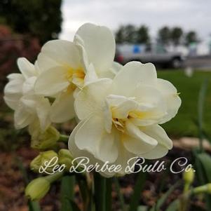 Daffodil Double Cheerfulness