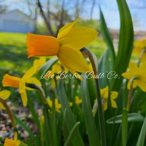 Daffodil Cyclamineus Jetfire