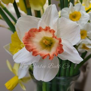 Daffodil Large Cupped Salome