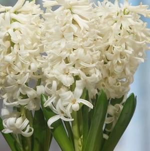 Hyacinth Carnegie/Top White
