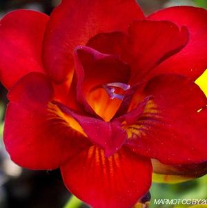 Freesia Double Red