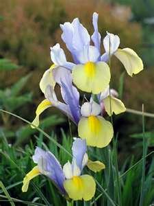 Iris Dutch Oriental Beauty