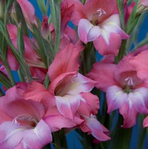 Gladiolus Tiny Tots Charming Beauty