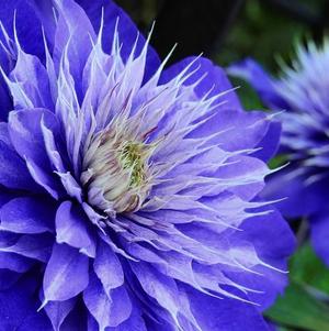 Clematis Double Multi Blue