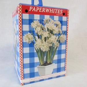 Narcissi Paperwhites Kit 
