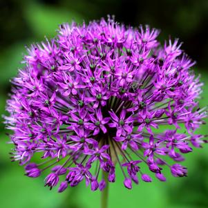 Allium Purple Sensation