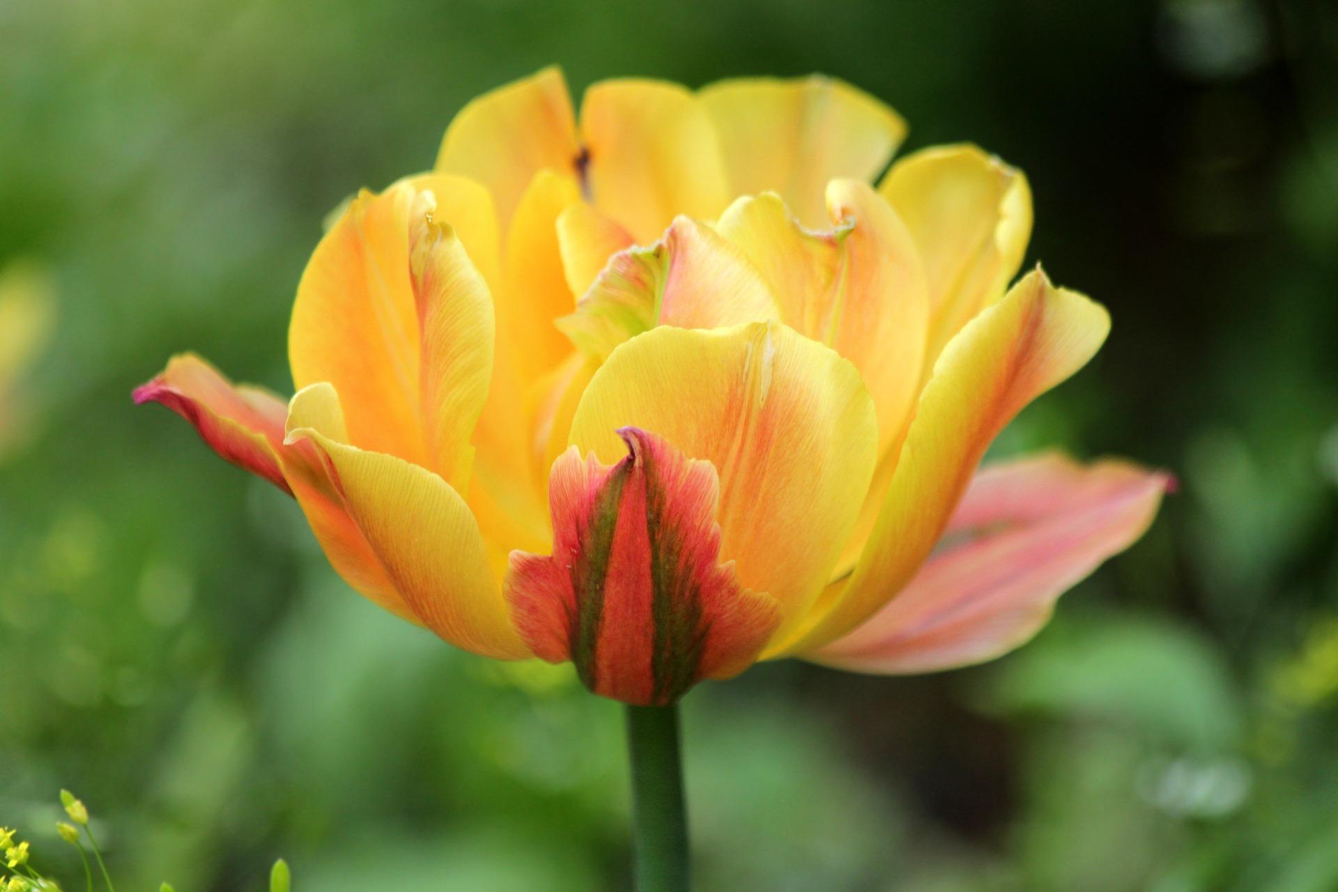 Tulip Double Early 'Freeman' - Tulip (Shipping begins Fall 2020) from Leo Berbee Bulb Company