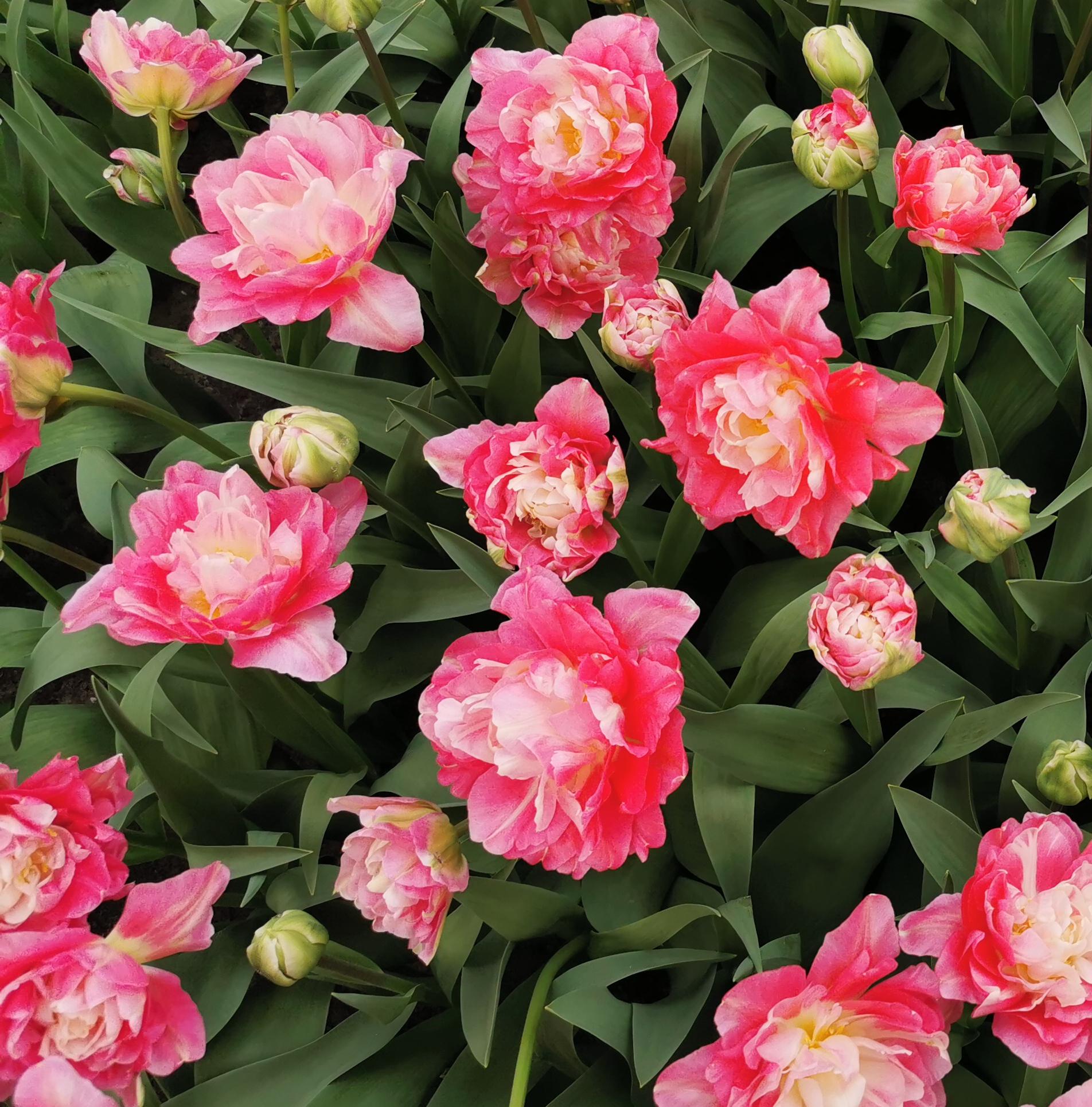 Tulip Double Late 'Double Sugar' - Tulip (Shipping begins Fall 2020) from Leo Berbee Bulb Company