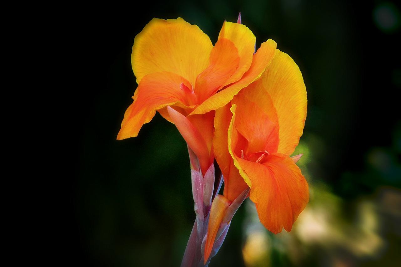 Canna 'Orange Perfection' - Canna (Shipping begins March 2021) from Leo Berbee Bulb Company