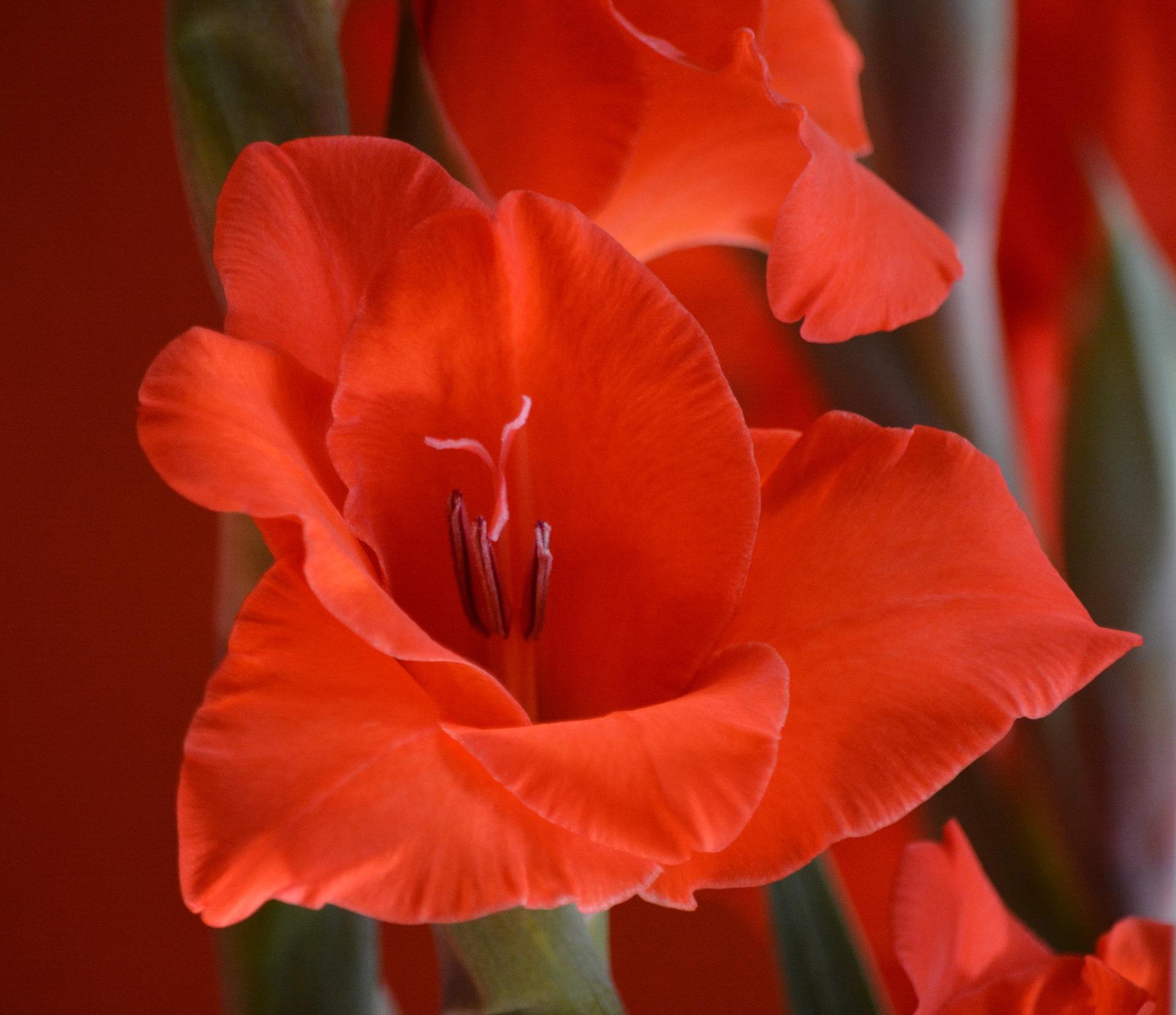 Gladiolus 'Fortuna Red' - Large Flowering Gladiolus (Shipping begins Feb. 1) from Leo Berbee Bulb Company