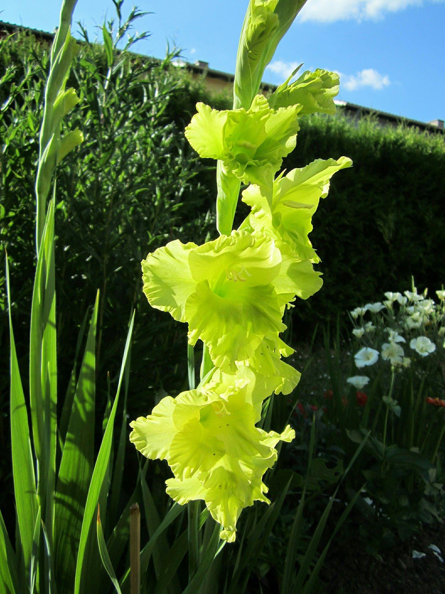 Gladiolus 'Green Star' - Large Flowering Gladiolus (Shipping begins Feb. 1) from Leo Berbee Bulb Company
