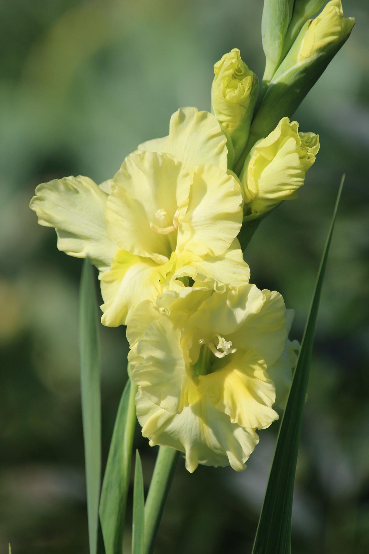 Gladiolus 'Morning Gold' - Large Flowering Gladiolus (Shipping begins Feb. 1) from Leo Berbee Bulb Company
