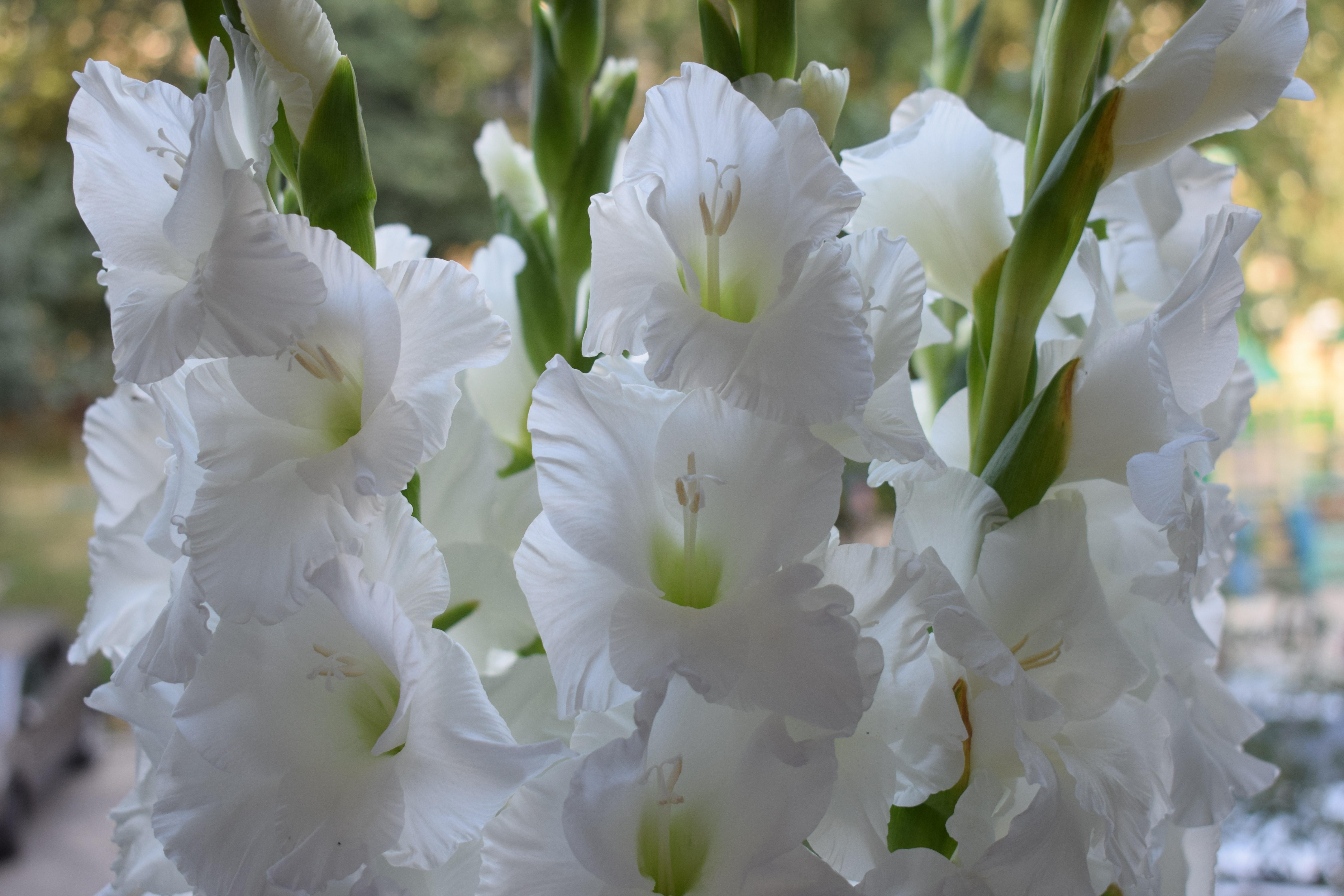 Gladiolus 'Snowboard' - Large Flowering Gladiolus (Shipping begins Feb. 1) from Leo Berbee Bulb Company