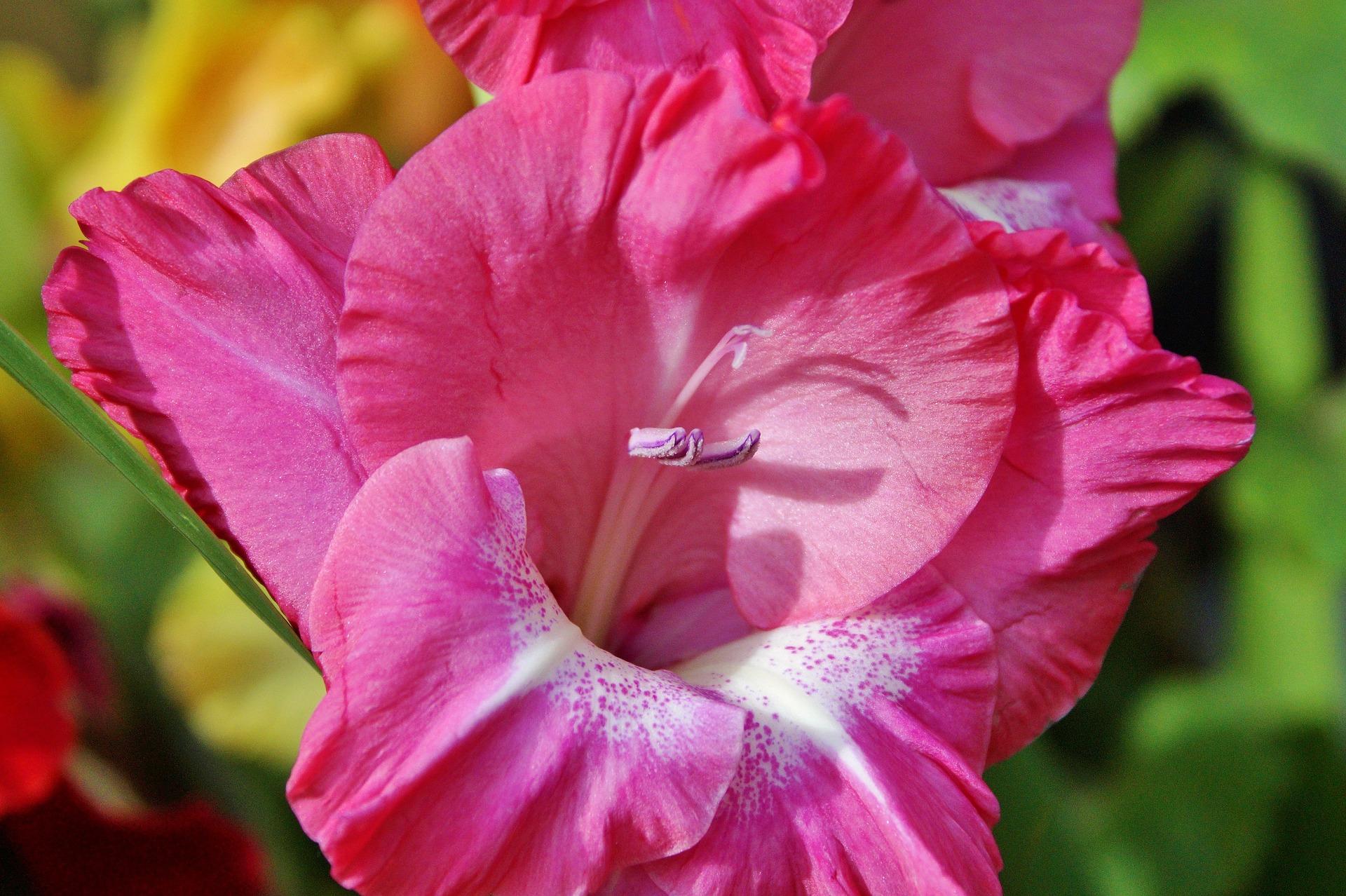 Gladiolus 'Violet King' - Large Flowering Gladiolus (Shipping begins Feb. 1) from Leo Berbee Bulb Company