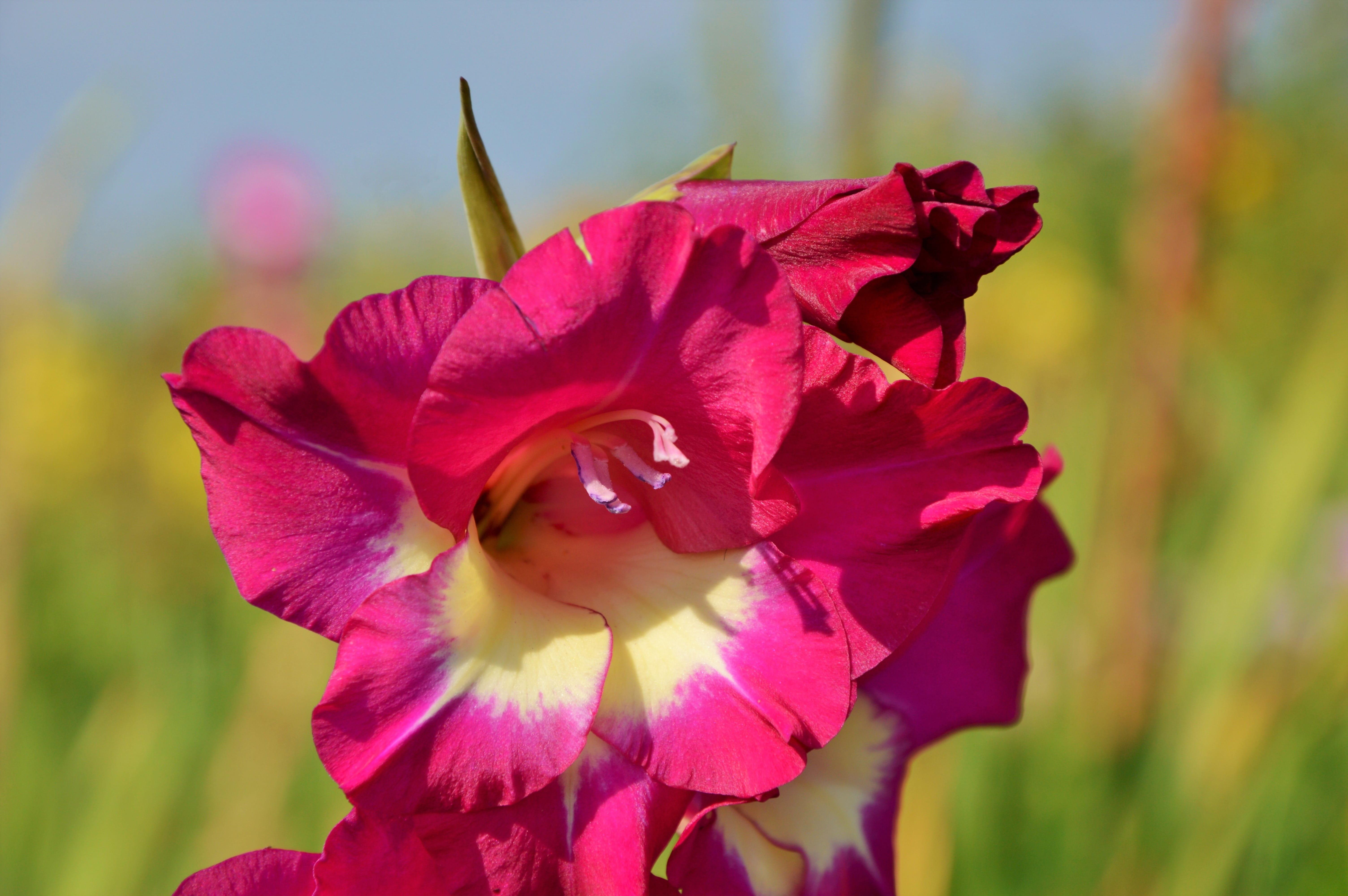 Gladiolus 'Dynamite' - Large Flowering Gladiolus (Shipping begins March 2021) from Leo Berbee Bulb Company