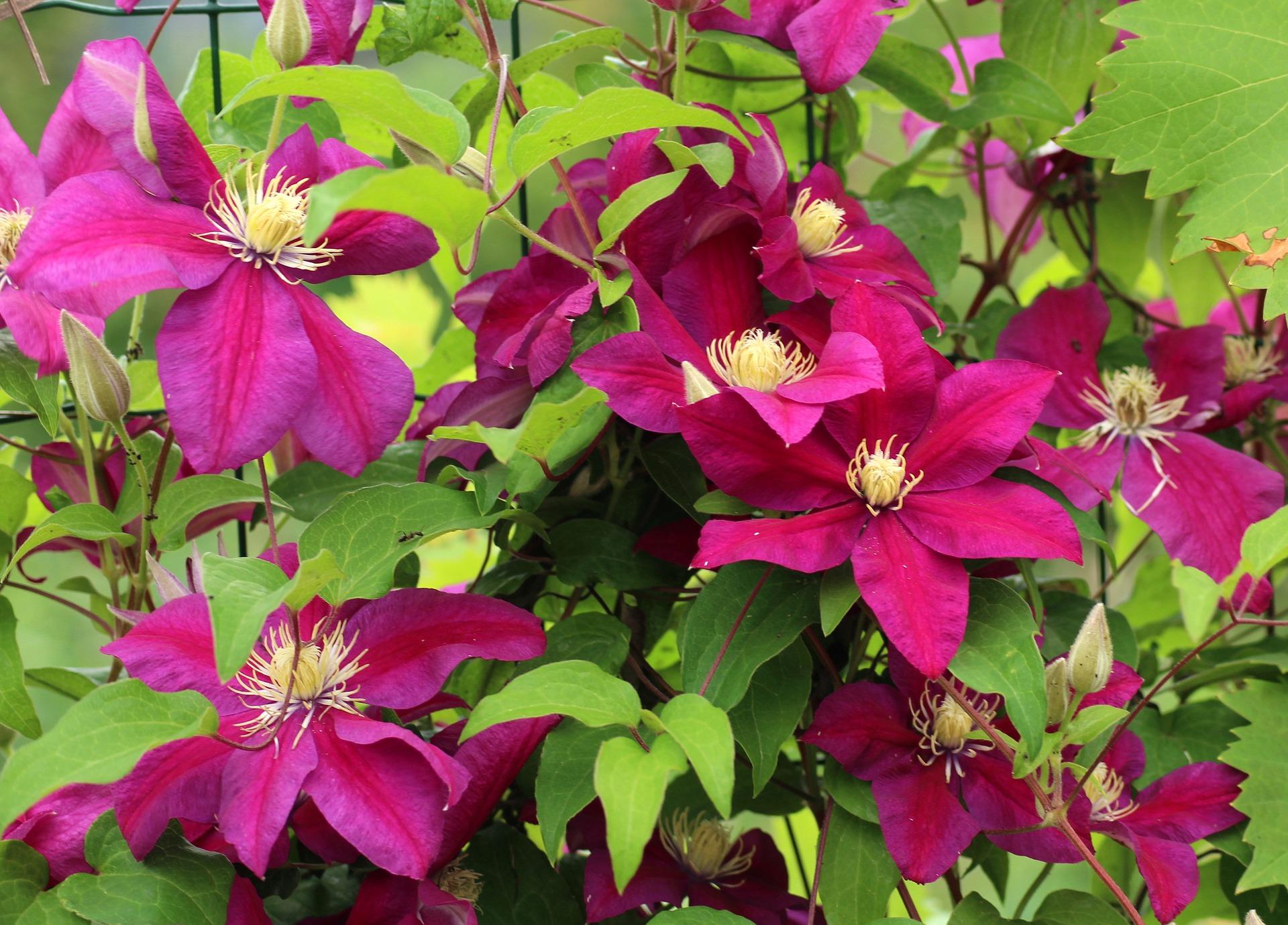 Clematis 'Ernest Markham' - Clematis from Leo Berbee Bulb Company