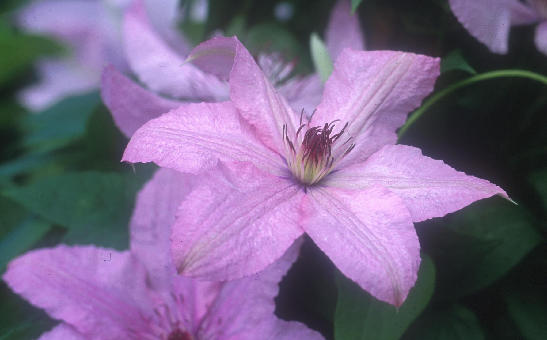 Clematis 'Hagley Hybrid' - Clematis from Leo Berbee Bulb Company