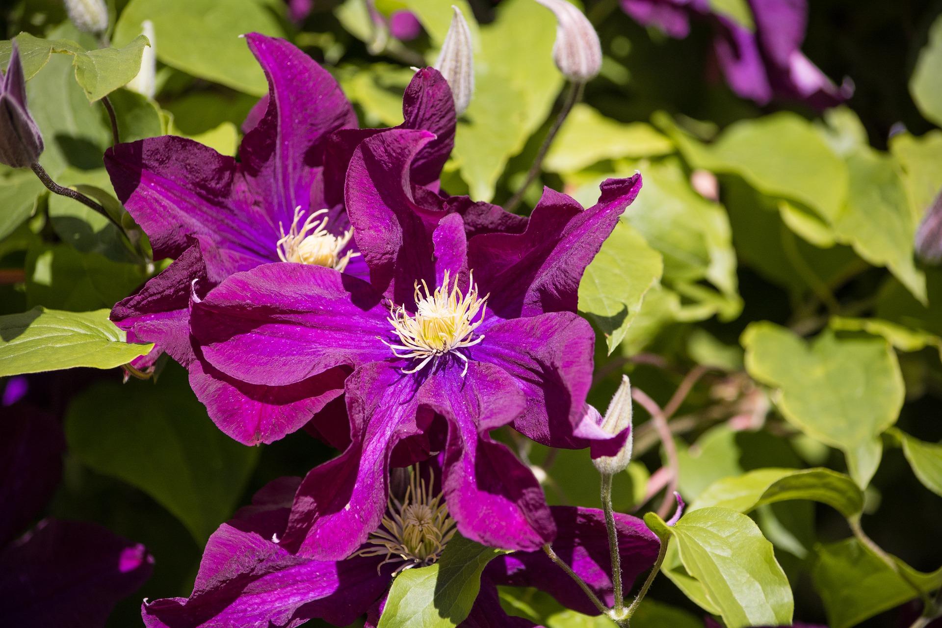 Clematis 'Warsaw Nike' - Clematis from Leo Berbee Bulb Company