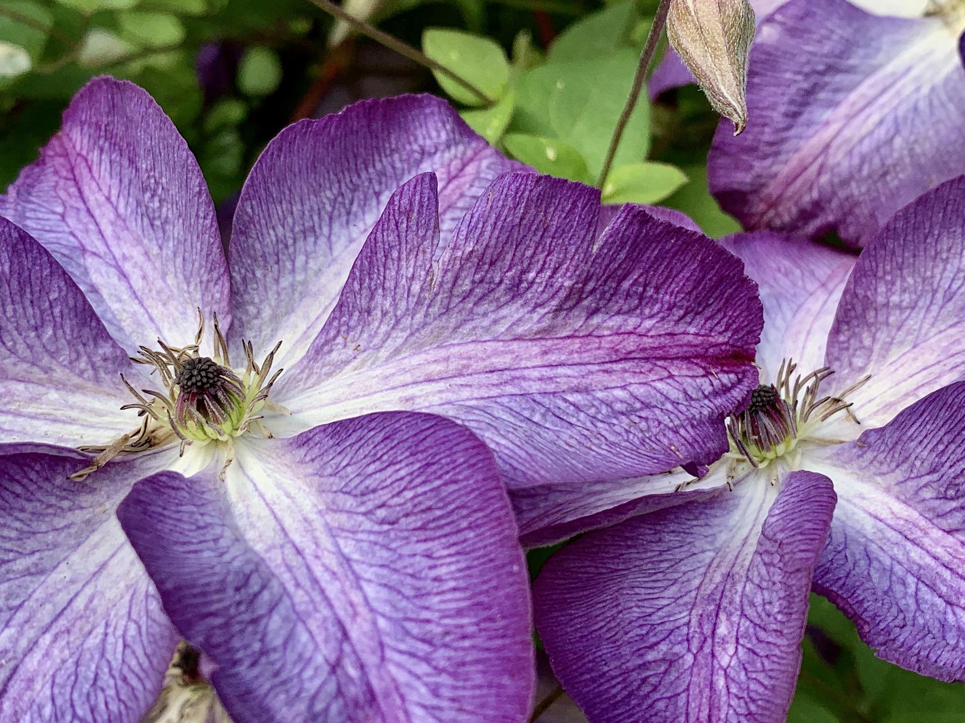 Clematis 'Venosa Violacea' - Clematis from Leo Berbee Bulb Company