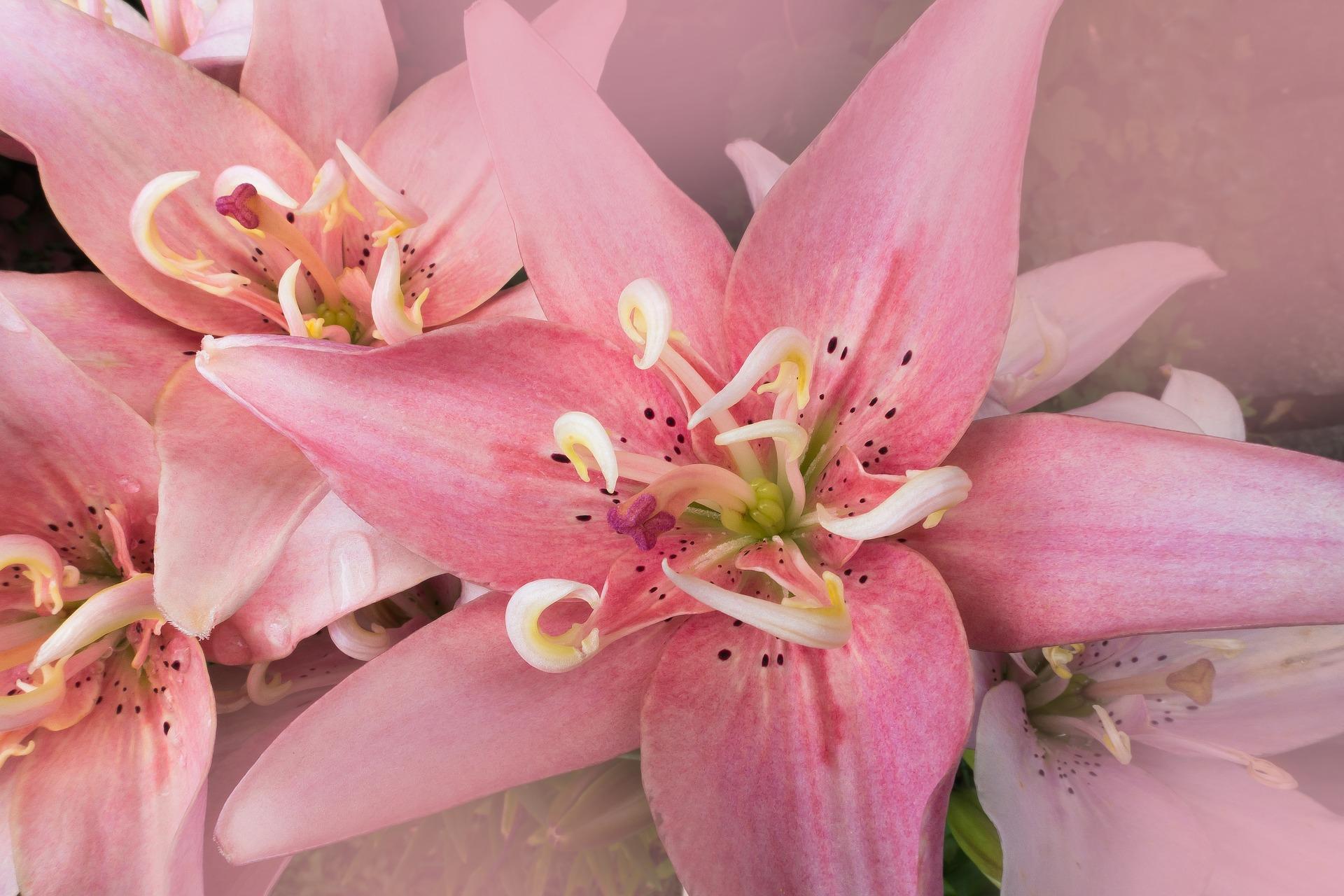 Lilies Double Asiatic 'Elodie' - Outdoor Lilies from Leo Berbee Bulb Company