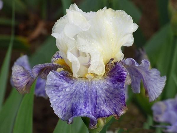 Iris Germanica 'Batik' - Tall Bearded Iris from Leo Berbee Bulb Company