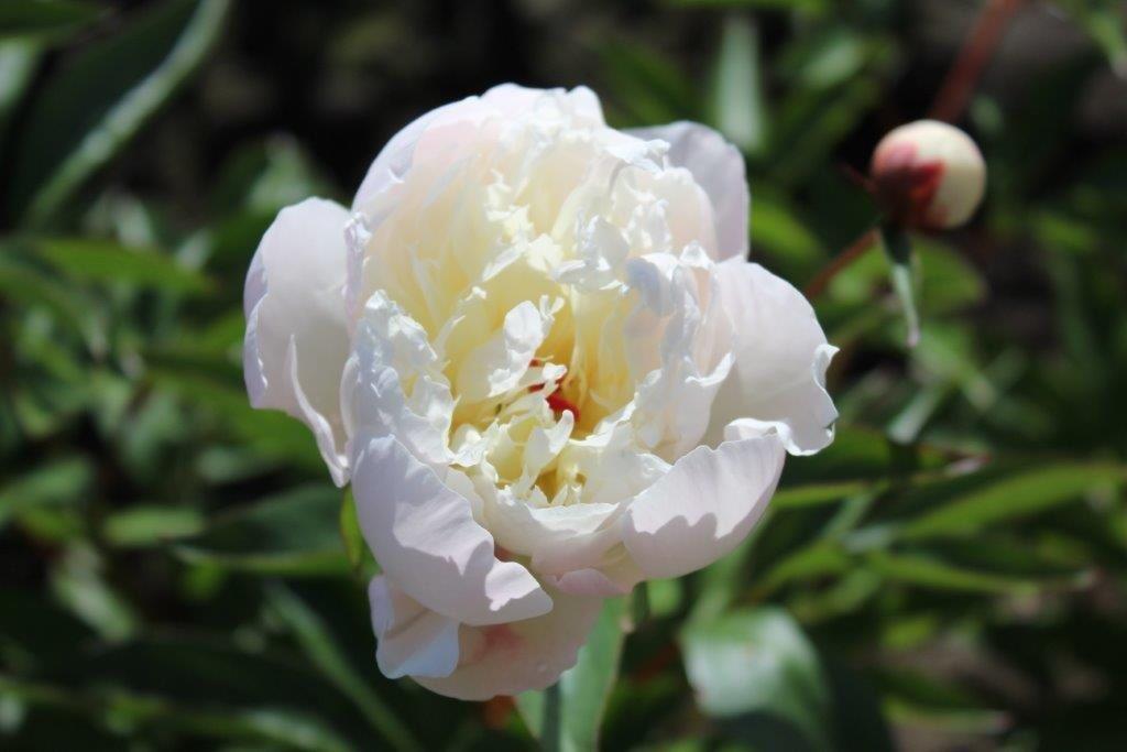 Peony lactiflora 'Blush Queen' - Peony from Leo Berbee Bulb Company