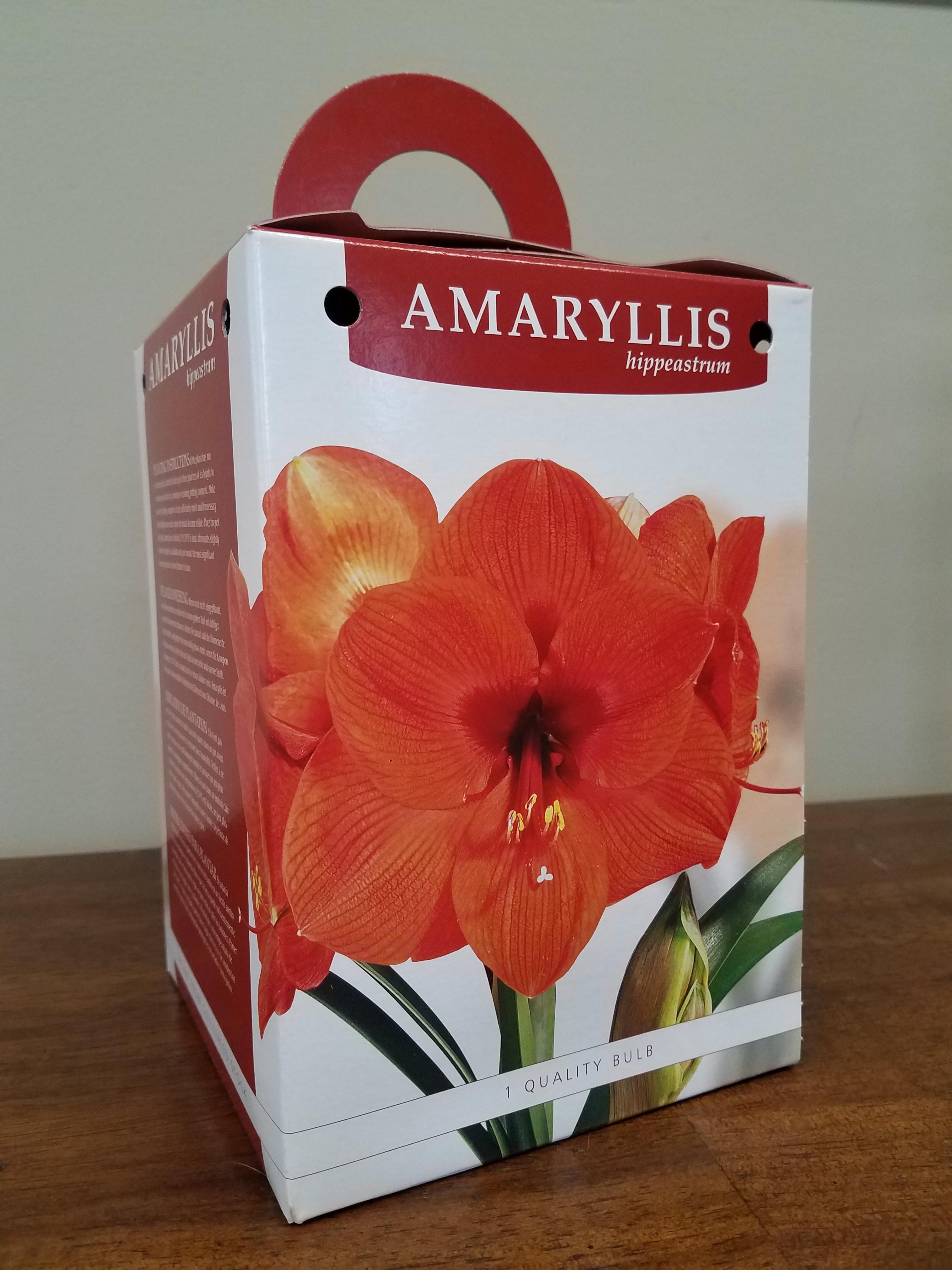Hippeastrum - Amaryllis Gift Kit from Leo Berbee Bulb Company
