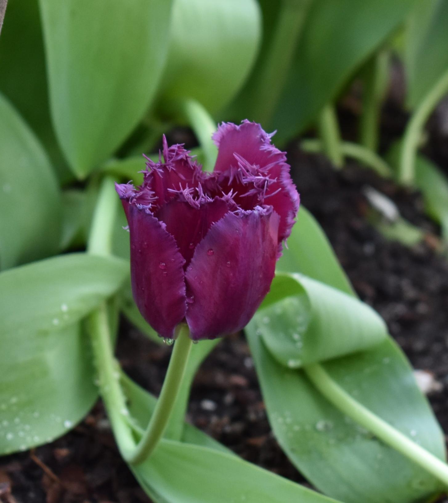 Tulip Fringed 'Purple Crystal' - Tulip from Leo Berbee Bulb Company