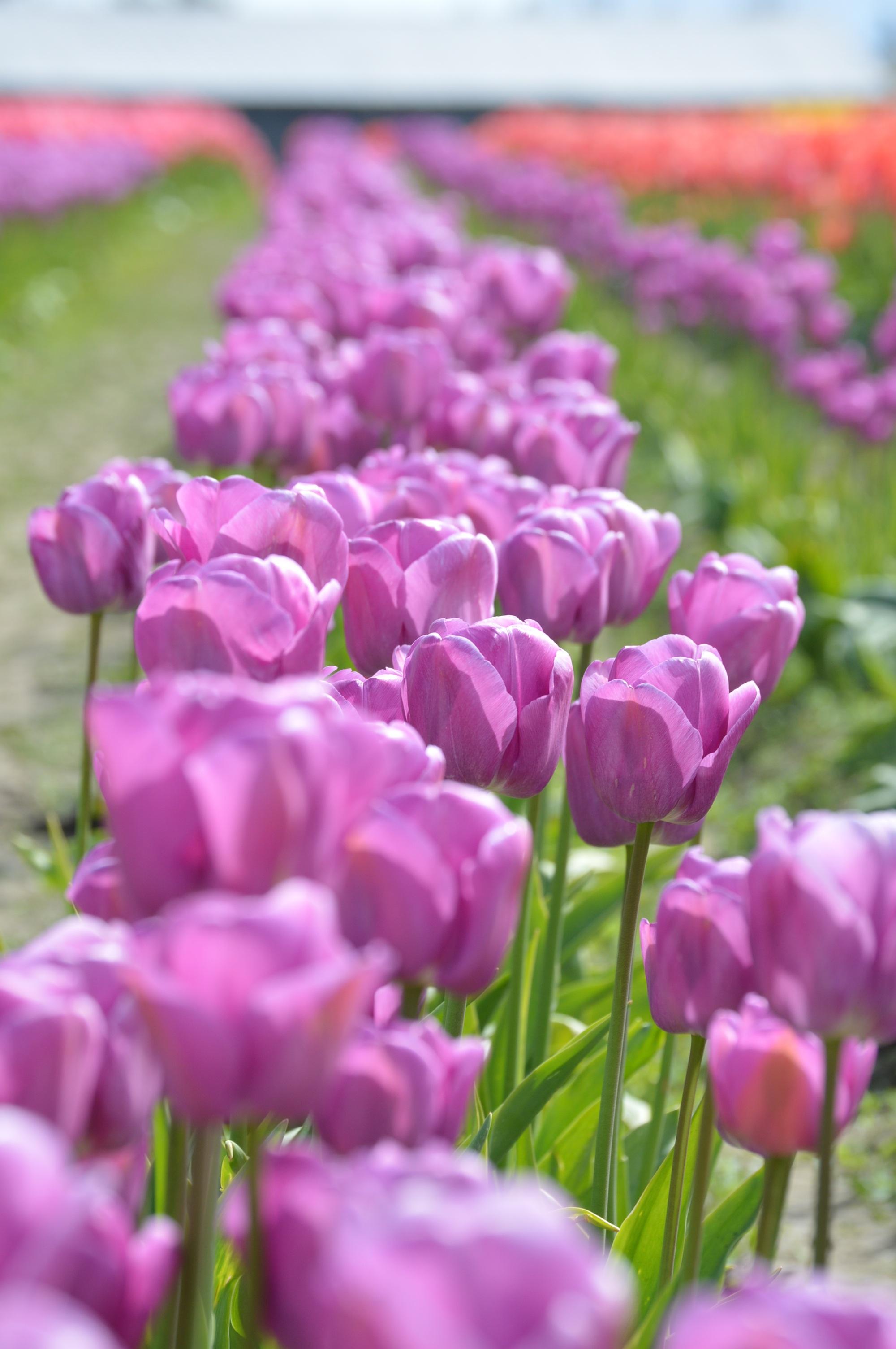 Tulip Darwin Hybrid 'Purple Pride' - Tulip from Leo Berbee Bulb Company