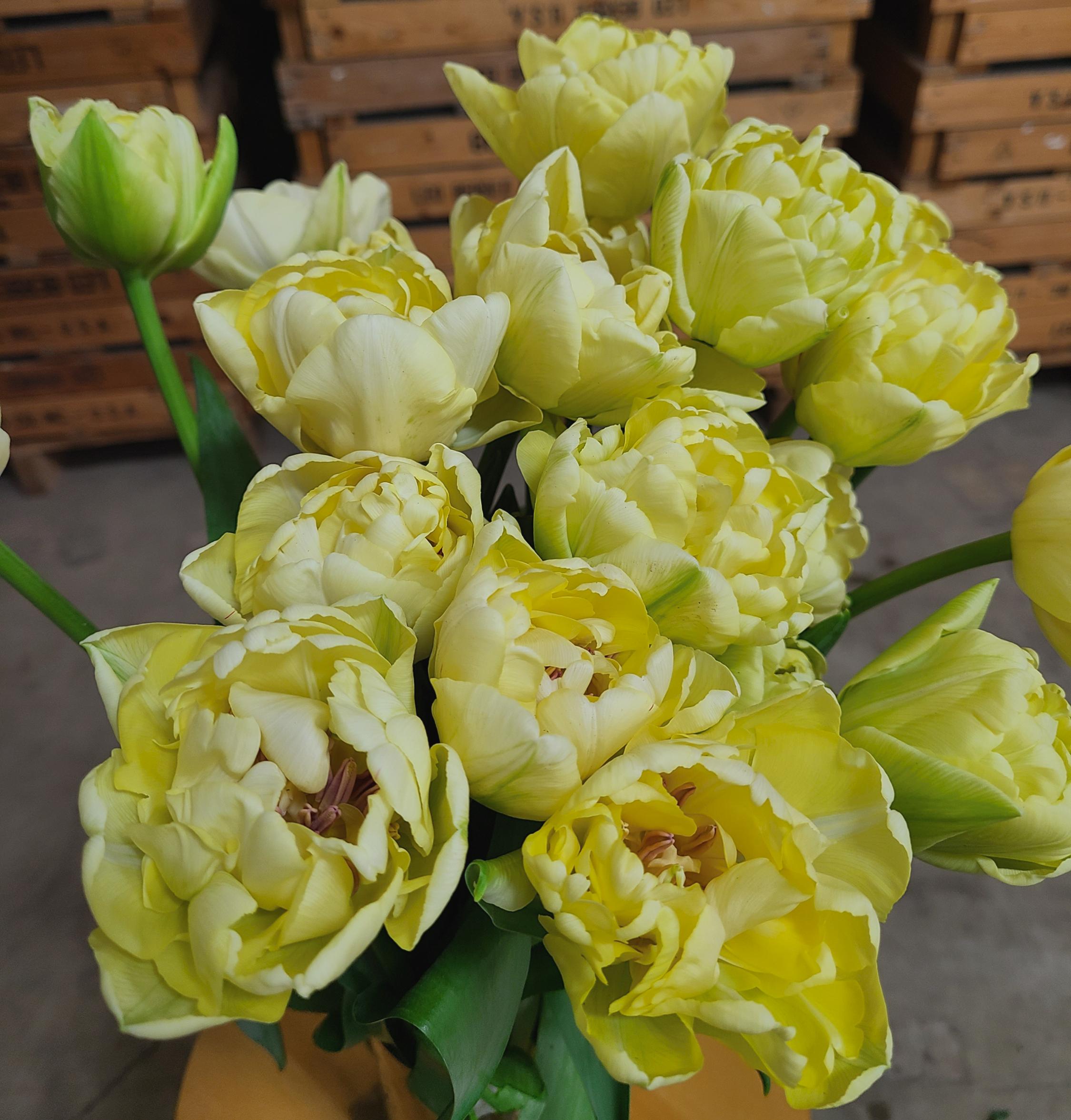 Tulip Double Early 'Avant Garde' - Tulip from Leo Berbee Bulb Company
