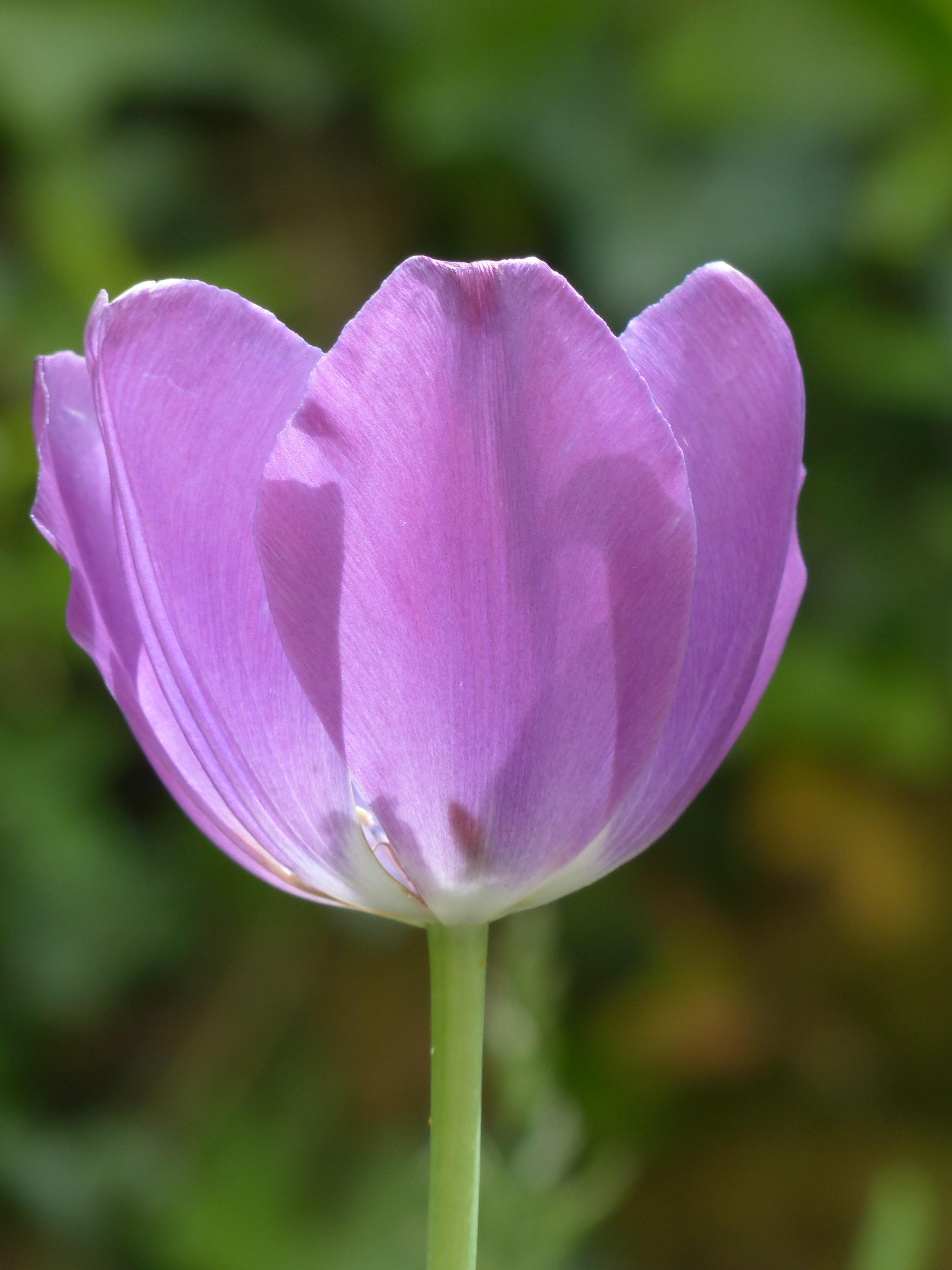 Tulip Triumph 'Alibi' - Tulip from Leo Berbee Bulb Company
