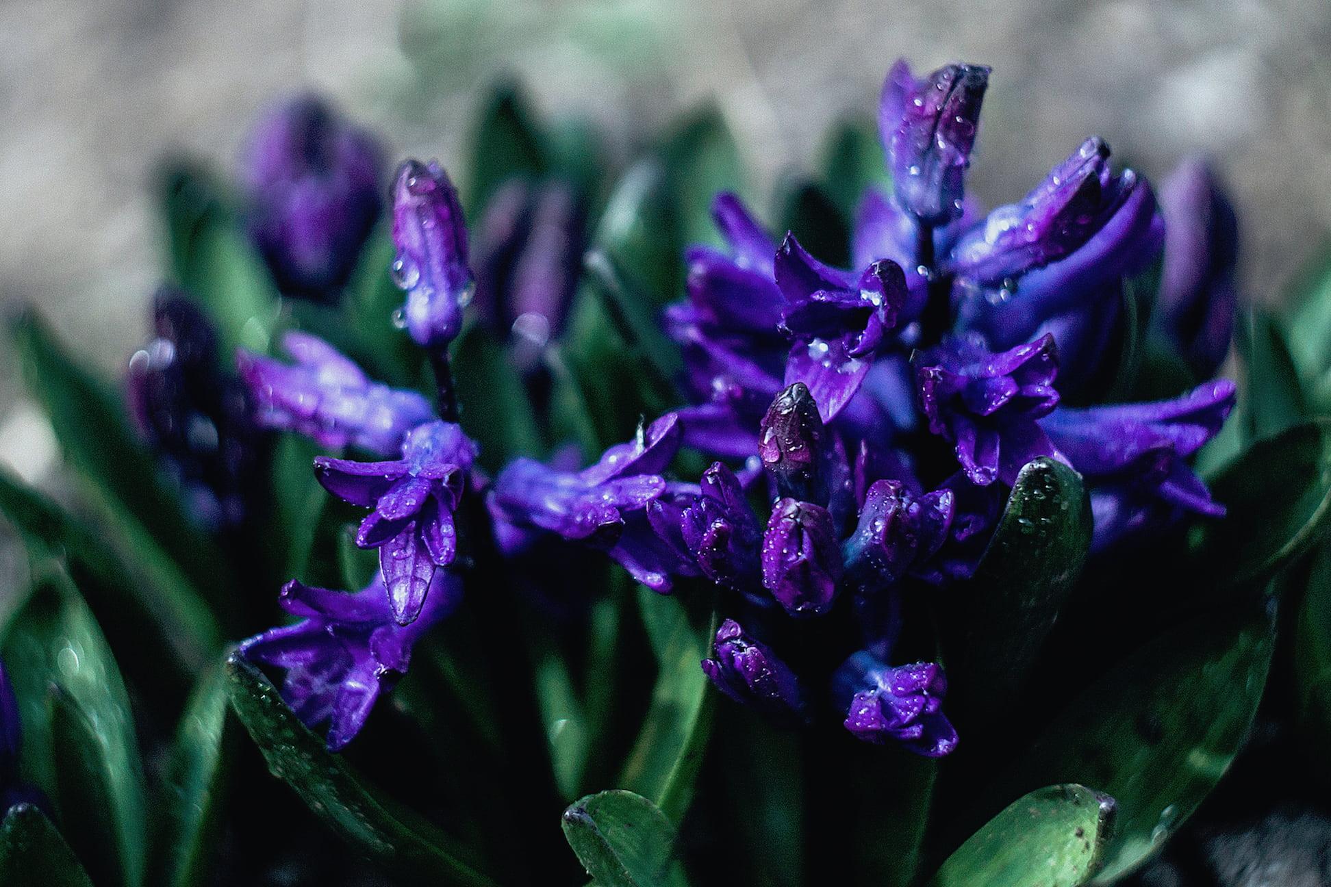 Hyacinth 'Springfield' - Hyacinth from Leo Berbee Bulb Company