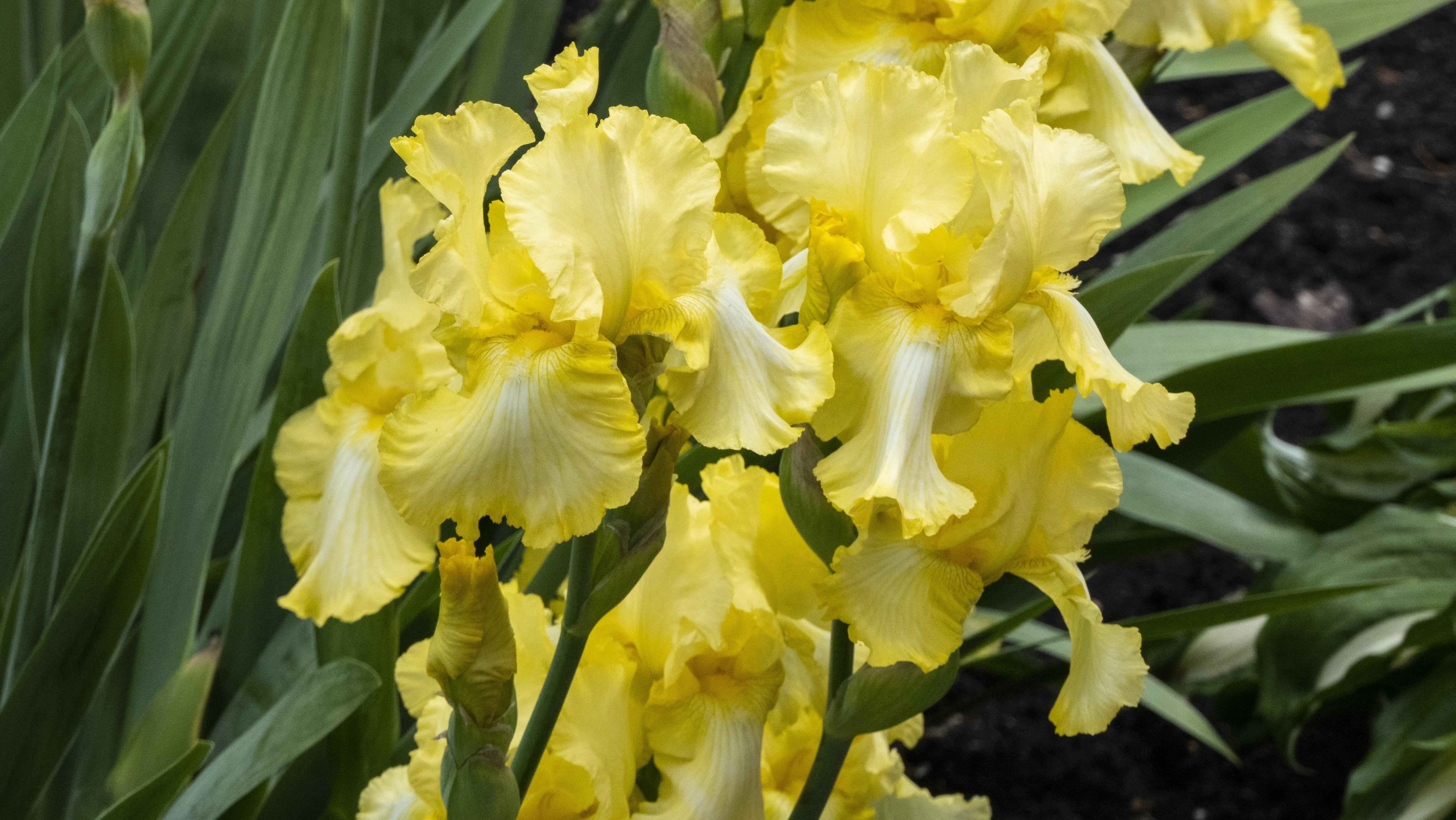 Iris Germanica 'Harvest of Memories' - Tall Bearded Iris from Leo Berbee Bulb Company