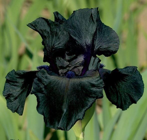 Iris Germanica 'Black Suited' - Tall Bearded Iris from Leo Berbee Bulb Company