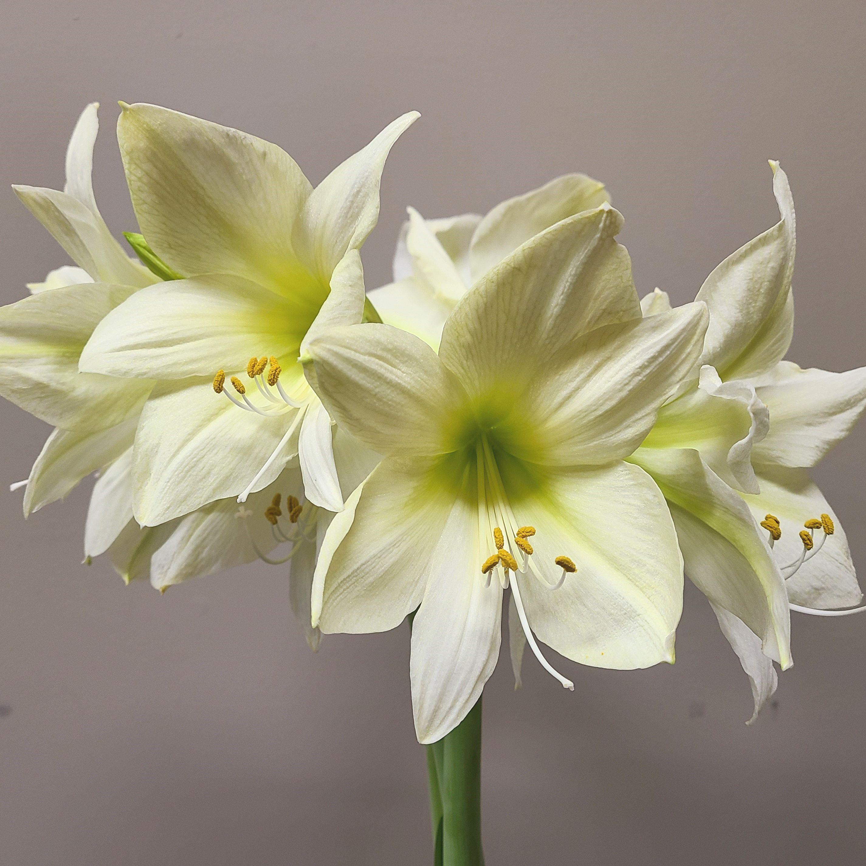 Hippeastrum Southern Hemisphere 'Lemon Star' - Christmas Forcing Amaryllis (Shipping begins Fall 2022) from Leo Berbee Bulb Company