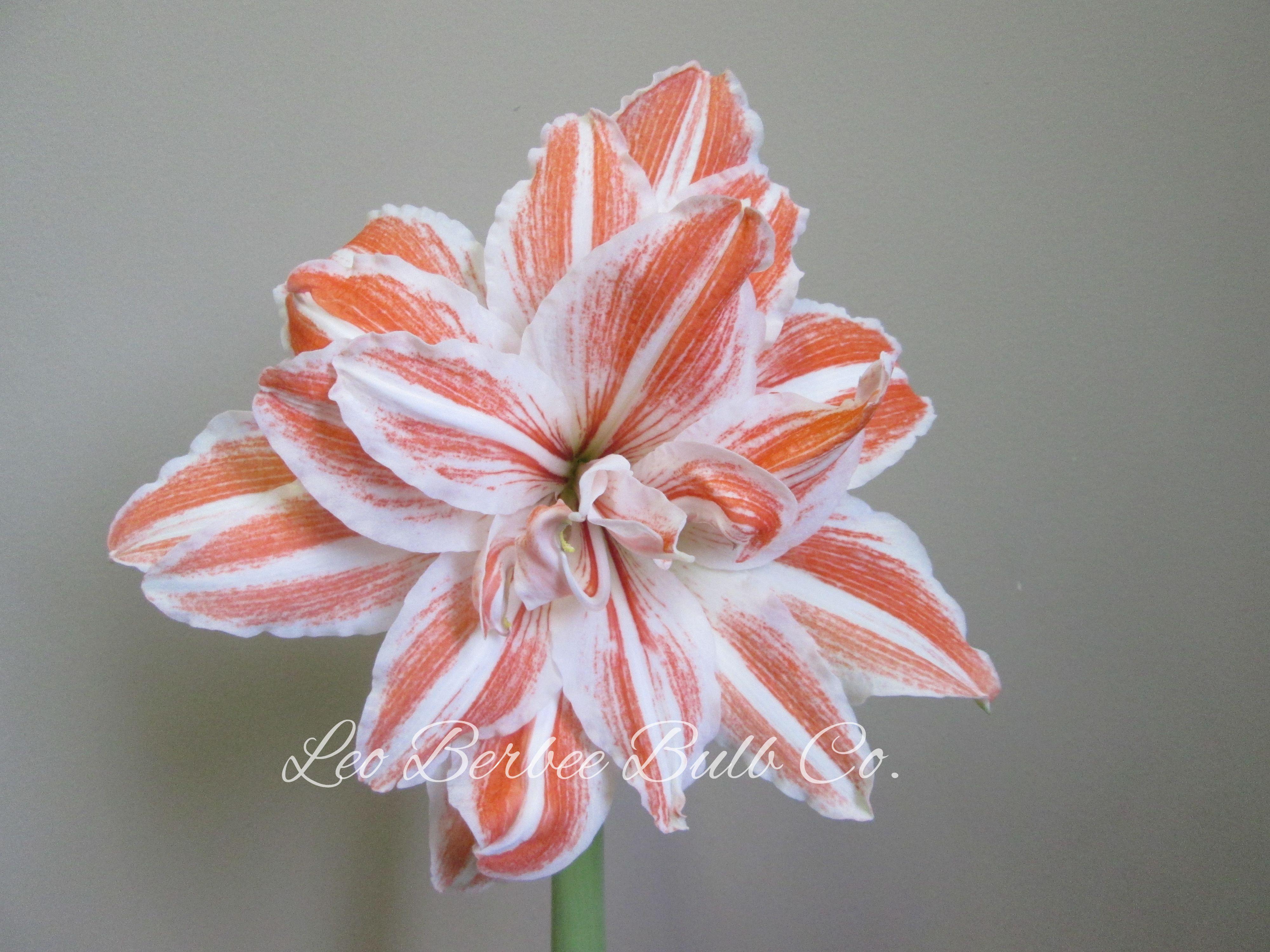 Hippeastrum Holland 'Dancing Queen' - Amaryllis (Shipping begins Oct. 2021) from Leo Berbee Bulb Company
