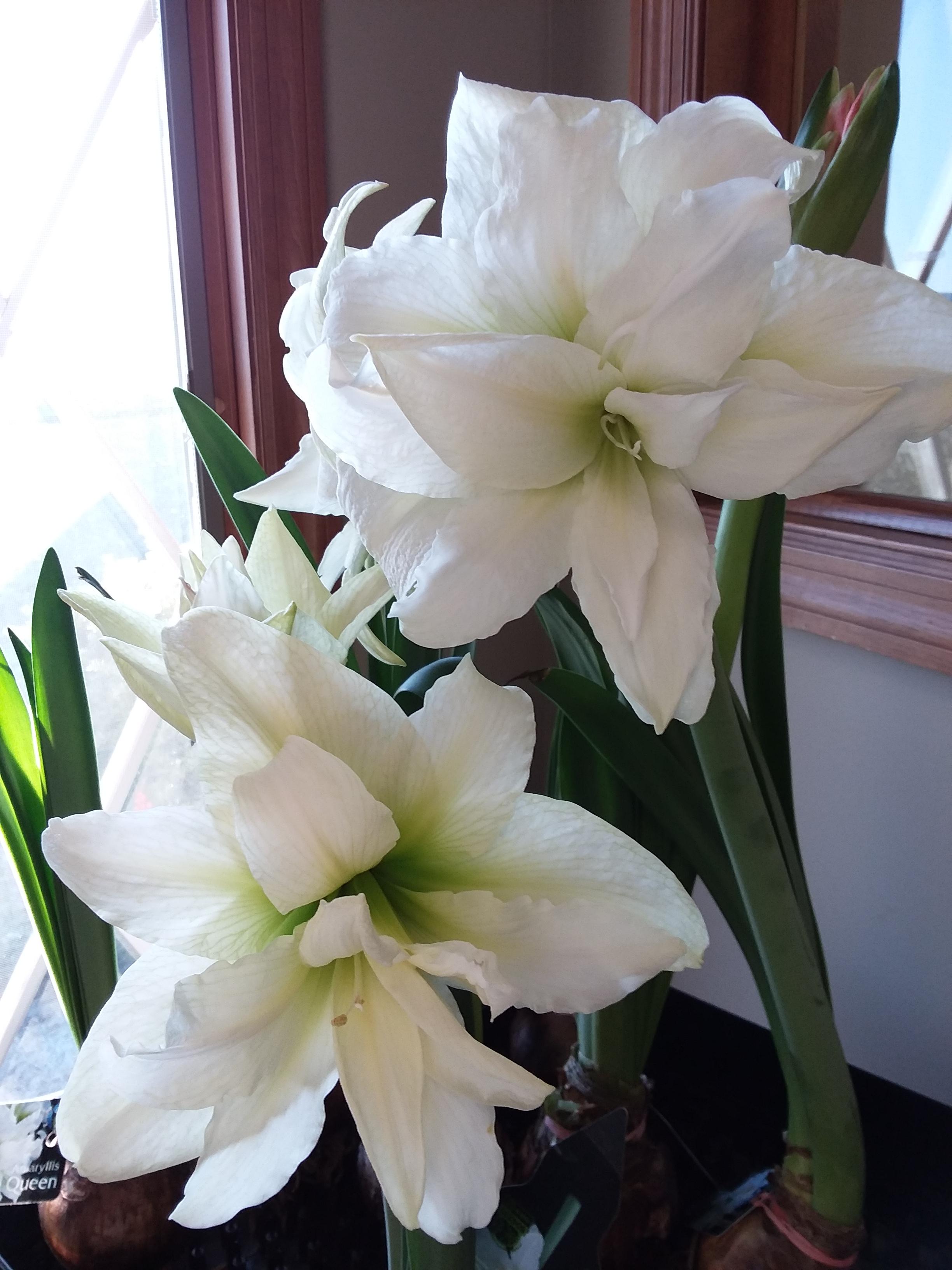 Hippeastrum Holland 'Ice Queen' - Amaryllis (Shipping begins Oct. 2021) from Leo Berbee Bulb Company