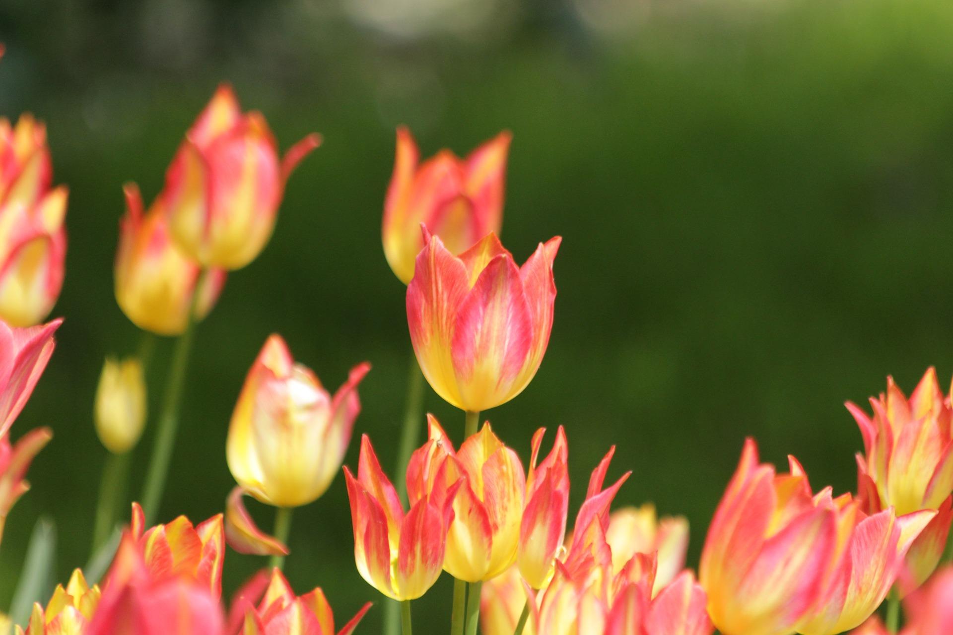 Tulip Bunchflowering 'Antoinette' - Tulip from Leo Berbee Bulb Company