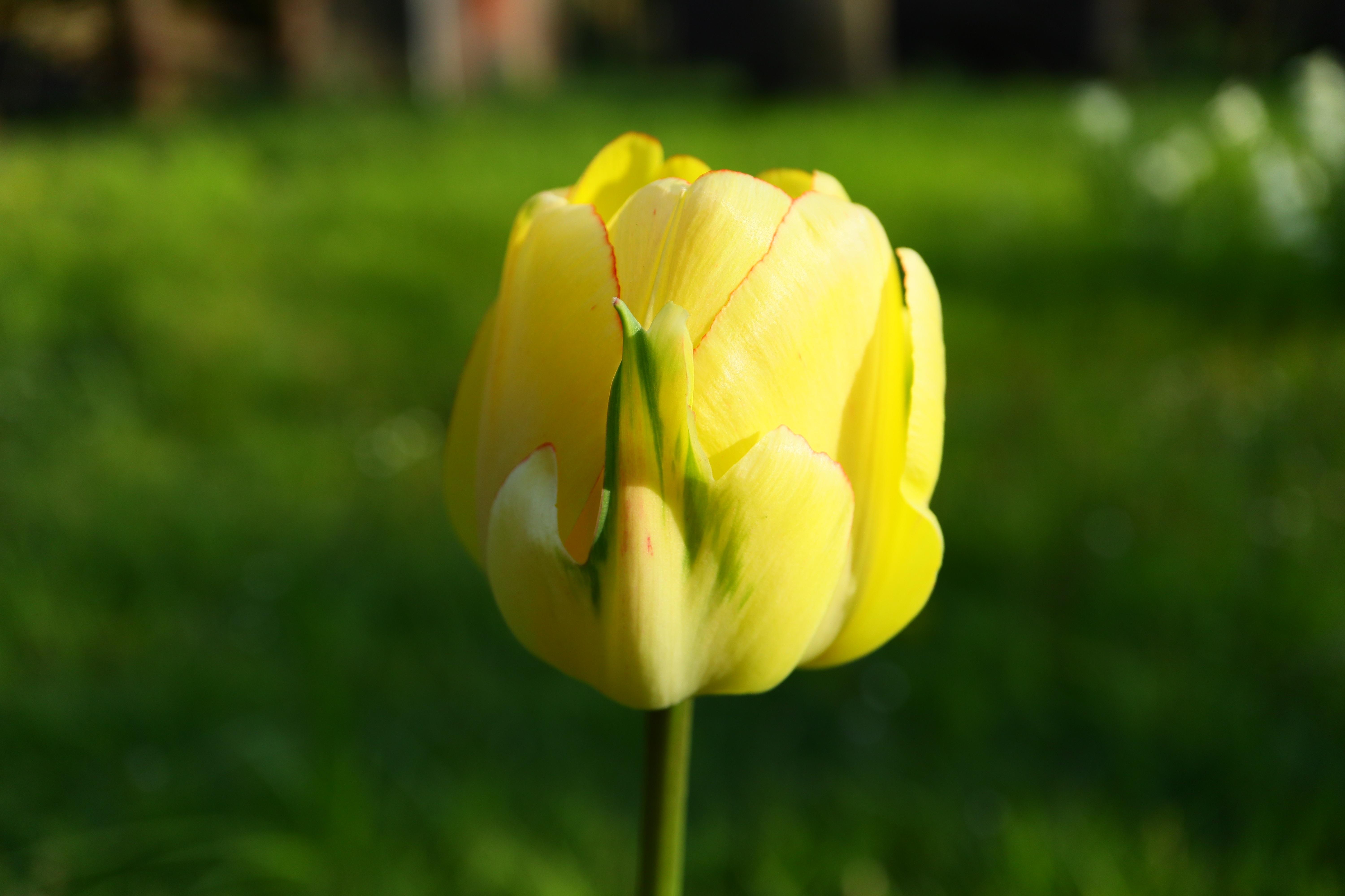 Tulip Double Late 'Akebono' - Tulip from Leo Berbee Bulb Company